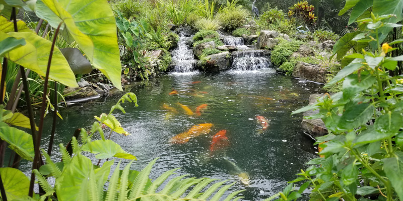 Pond Design in Orlando, Florida