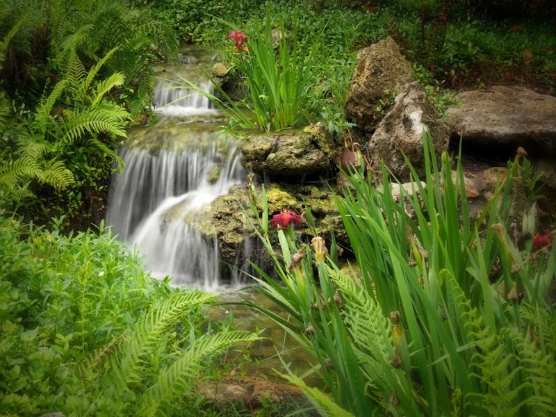Water Garden Ponds | Florida Water Gardens by FWG Design LLC